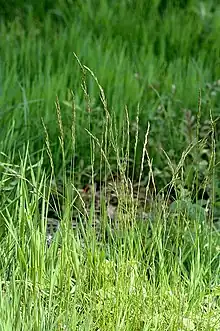 Festuca rubra