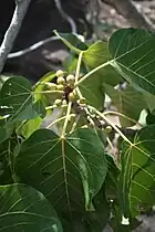 Foliage of a northern specimen