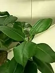 Rubber Fig or Rubber Plant -- Ficus elastica