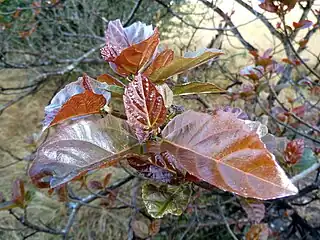 Fresh foliage tended by Crematogaster ants