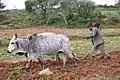 Ploughing in Tigray, Ethiopia