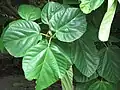 Leaf of elephant ear fig