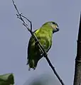 Female C. d. marshalli from the Cape York Peninsula, Australia