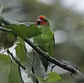 Male C. d. marshalli