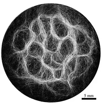 Example of filamentous cyanobacteria structure (Oscillatoria lutea) showing a reticulate pattern 