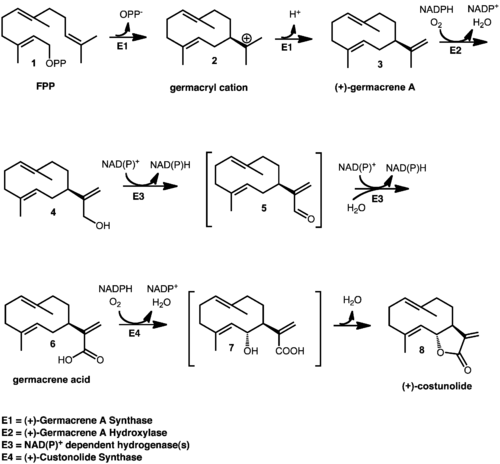 Biosynthesis of (+)-Costunolide.