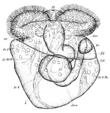 Dorsal view of well developed veliger.