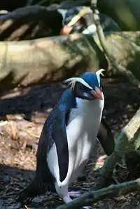 Fiordland penguinEudyptes pachyrhynchus