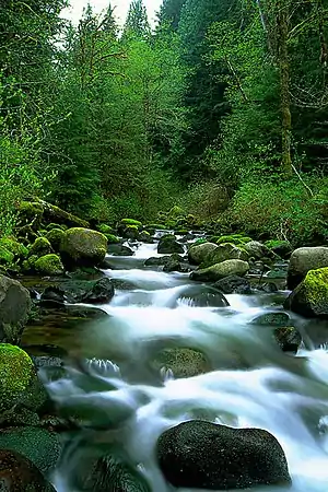 A small stream rushes over rocks through a forest.