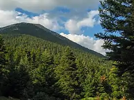 A photo taken in the summer of a mountainside of Mainalo. The mountainside is completely covered in a green forest of Greek fir.