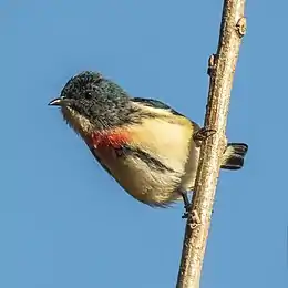 Fire-breasted flowerpecker (Dicaeum ignipectus ignipectus) male Phulchowki.jpg