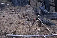 Conifer cones and morels after fire in a boreal forest.