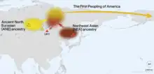 Image 11A map showing the origin of the first wave of humans into the Americas, including the Ancestral Northern Eurasian, which represent a distinct Paleolithic Siberian population, and the Northeast Asians, which are an East Asian-related group. The admixture happened somewhere in Northeast Siberia. (from Indigenous peoples of the Americas)