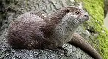 Brown and white mustelid on rock