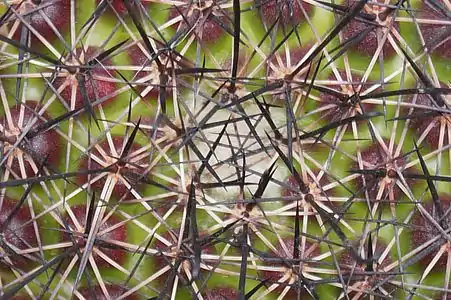 Spines of Mammillaria balsasoides[citation needed]