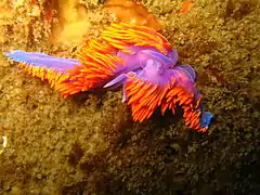 Spanish shawls mating in Malibu, California