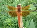 Male flame skimmer