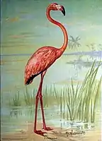 1908, Flamingo, by John Henry Hintermeister. Published by Church and Dwight.