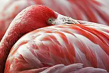 Image 25The red pigment in a flamingo's plumage comes from its diet of shrimps, which get it from microscopic algae. (from Animal coloration)