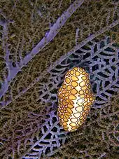 Image 42Flamingo tongue on a purple sea fan from Arcadin Islands, Haiti. This sea snail is found living on various species of soft corals and sea fans. (from Environment of Haiti)