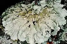 Flavoparmelia baltimorensis