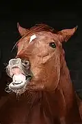 Flehmen response in a horse