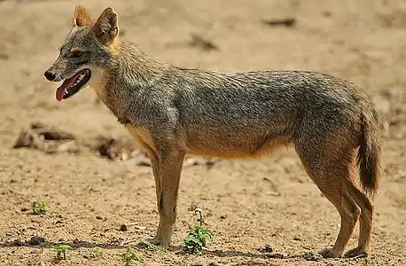 Golden jackal