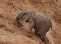 A baby elephant at the edge of the Ewaso Ng'iro