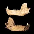 Cave bear mandible of Pleistocene age