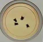 Flies on a Plate, 1878