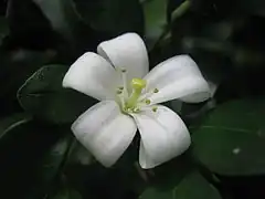 Flower detail