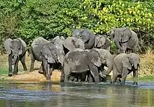 Nigerian flora and fauna