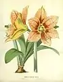 Hippeastrum pardinum