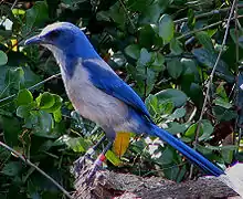 Image 16The Florida scrub jay is found only in Florida (from Geography of Florida)