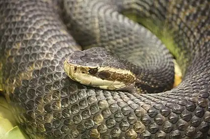 Florida cottonmouth (Agkistrodon conanti) at the Cincinnati Zoo