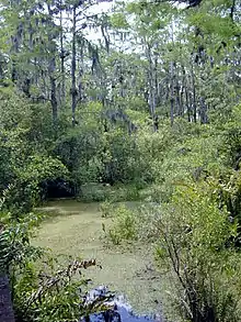 Image 30A freshwater swamp in Florida, United States (from Swamp)