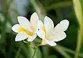 Freesia alba (F. leichtlinii subsp. alba)