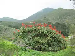 Aloe arborescens