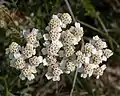 Macro image of Yarrow in Sweden