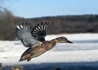 Image 28Female mallard in mid-flight at Flying and gliding animalsMore selected pictures