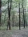 The oaks form a dense forest.