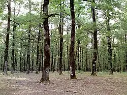 The Foloi oak forest in Greece is a Natura 2000 site.