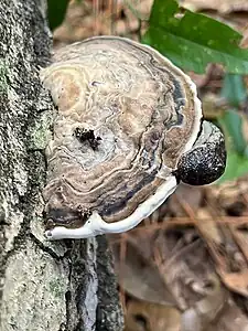 southern clam shell mushroom