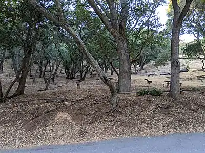 There are over fifty picnic tables in the park