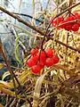 European cranberry on lake shore