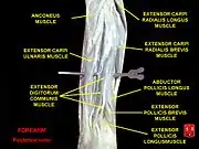 Extensor carpi radialis longus muscle