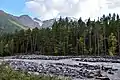 Forest on the bank of Baksan