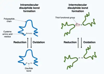 Formation of a disulfide bond between two cysteine amino acids within a single polypeptide chain and formation of a disulphide bond between two cysteine amino acids on different polypeptide chains, thereby joining the two chains.