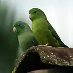 Spectacled parrotlet(Forpus conspicillatus)