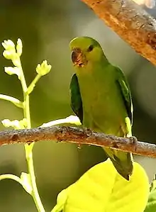 Dusky-billed parrotlet (Forpus modestus)